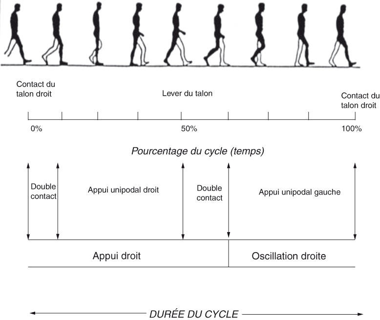 Démonstration d'un cycle de démarche d'un humain