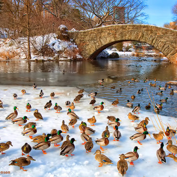 Services d’information : où vont les canards à Central Park quand l’étang gèle en hiver ?