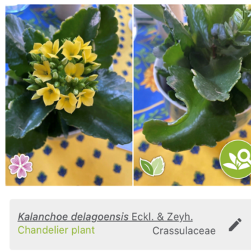 Identification taxonomique des plantes par apprentissage profond (deep learning) : le cas de Pl@ntNet.