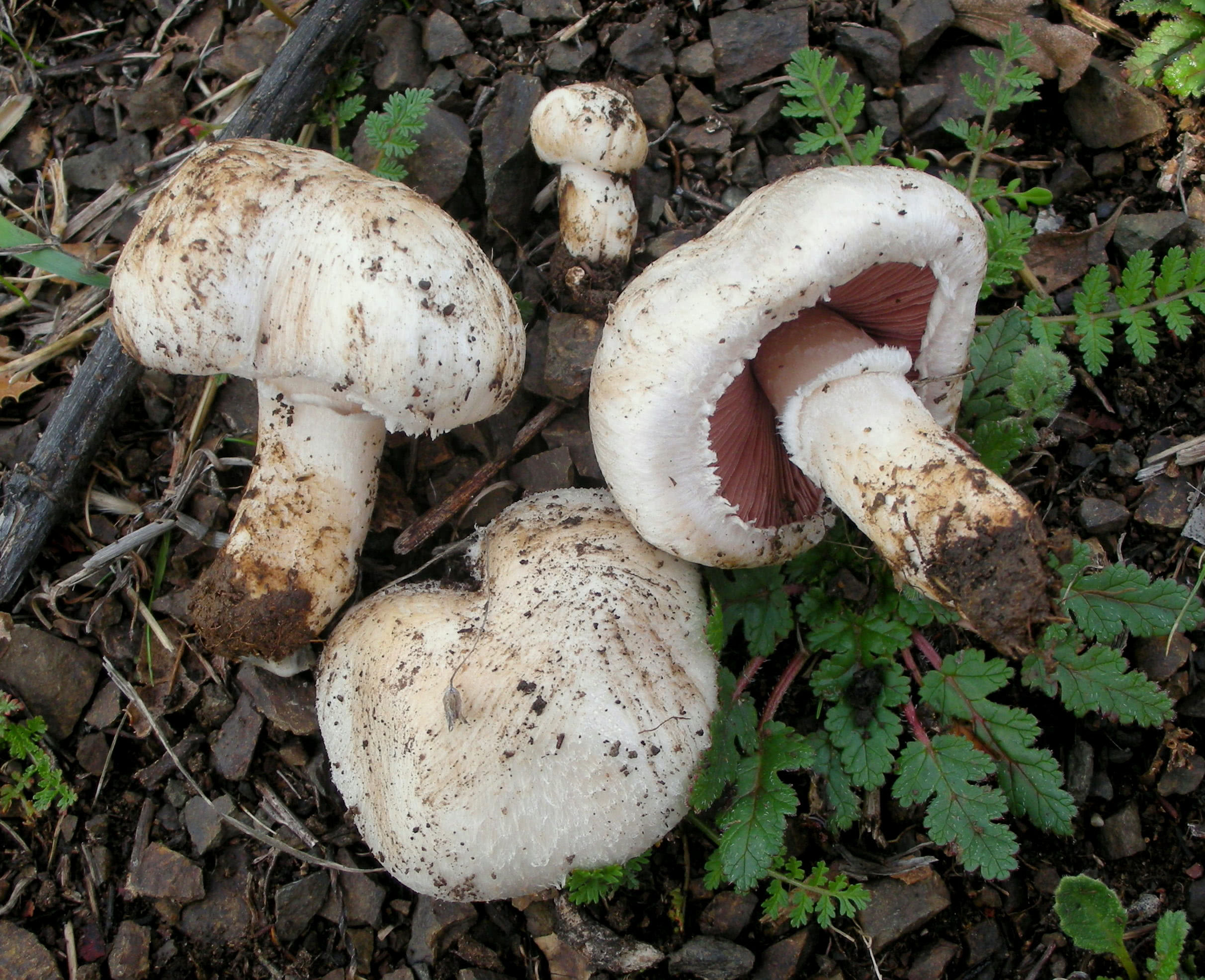 Champignon de Paris