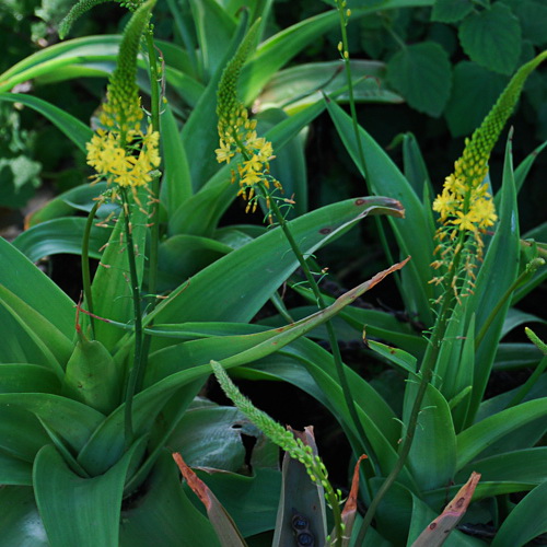Bulbine natalensis