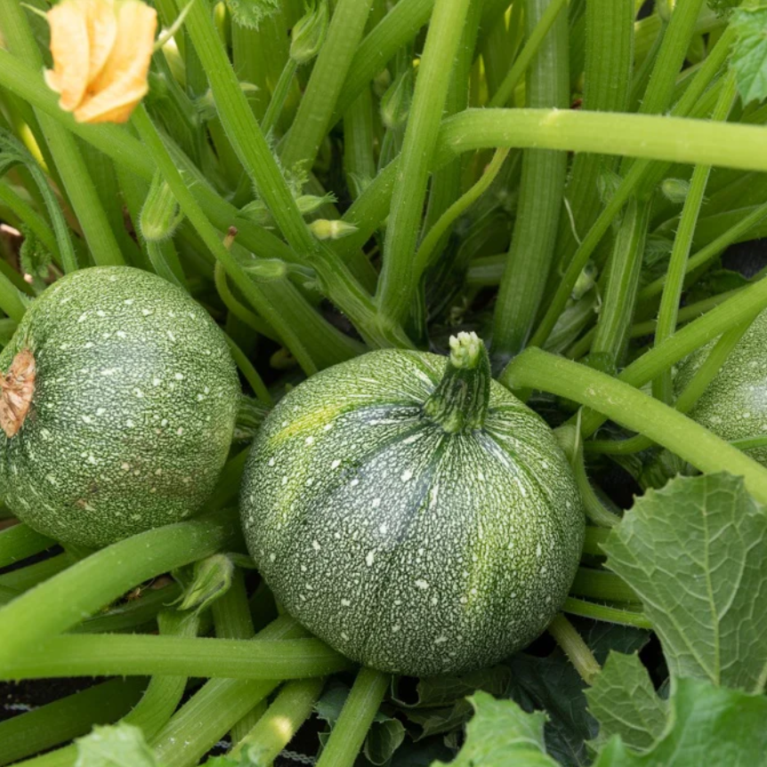 Citrouille