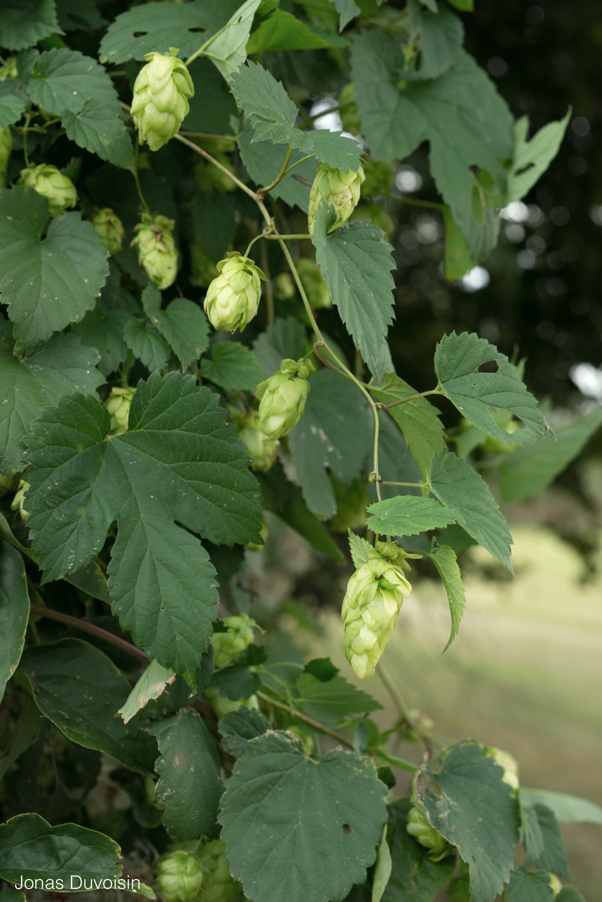 Houblon