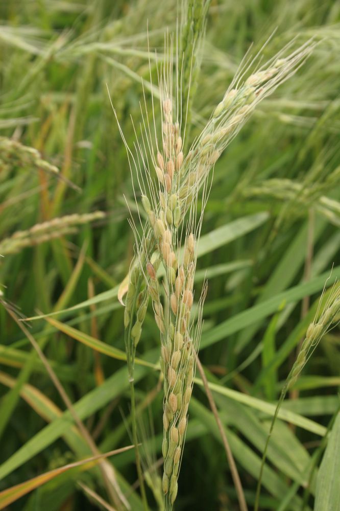 Riz