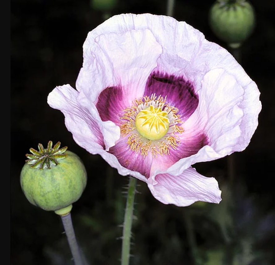 Pavot à opium