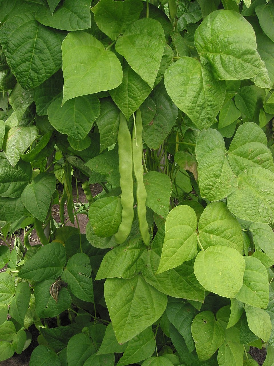 Haricot