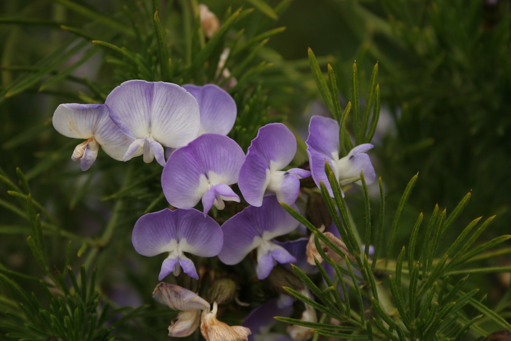 Psoralea