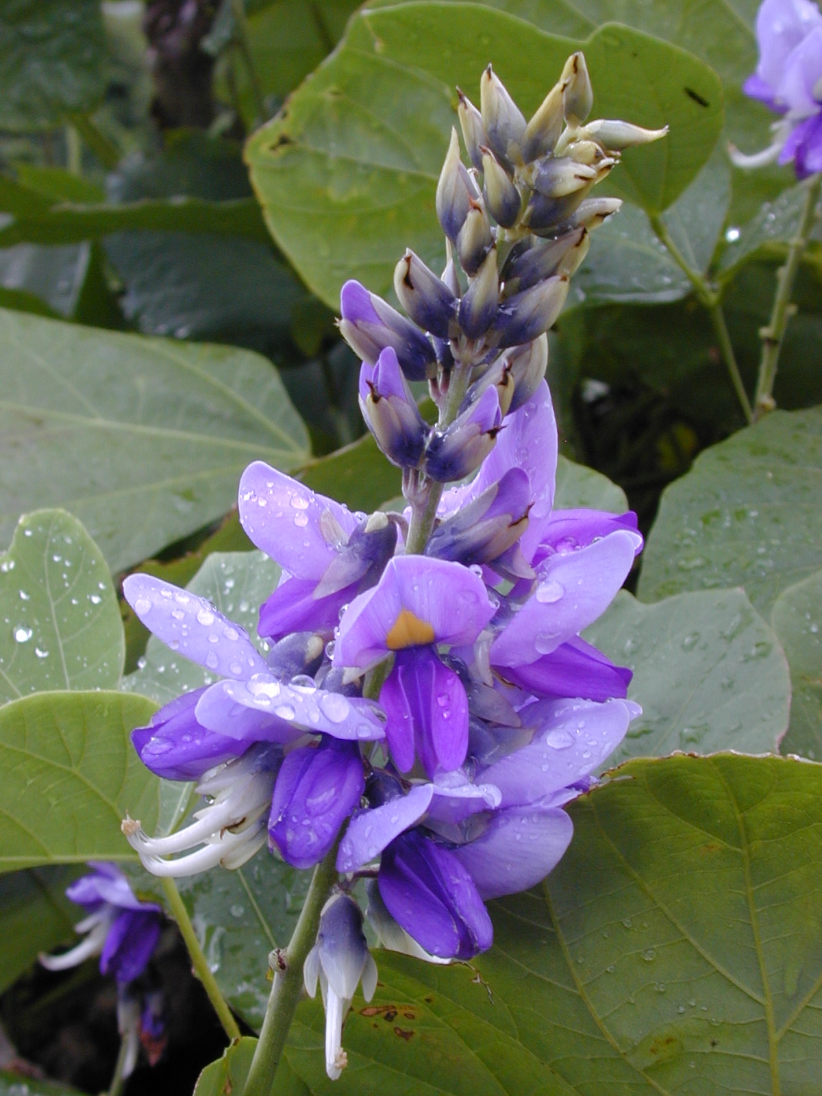 Pueraria mirifica