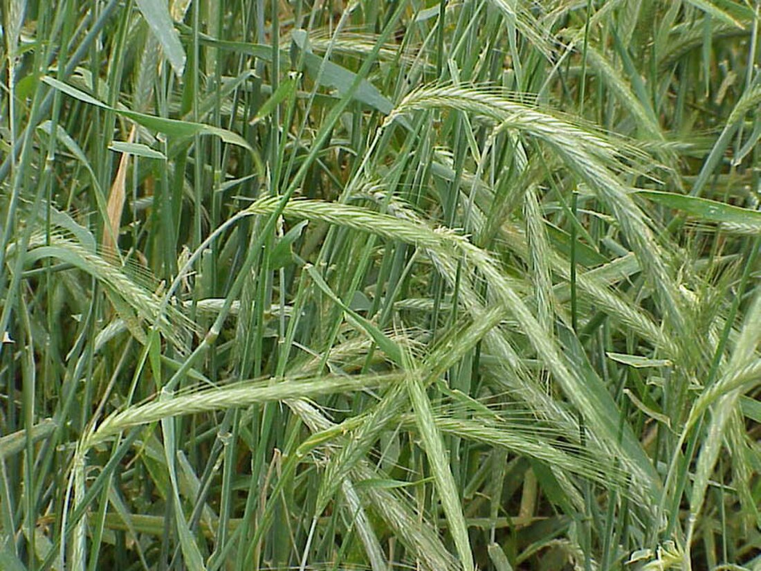 Seigle